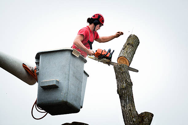 Trusted Reminderville, OH Tree Care Experts