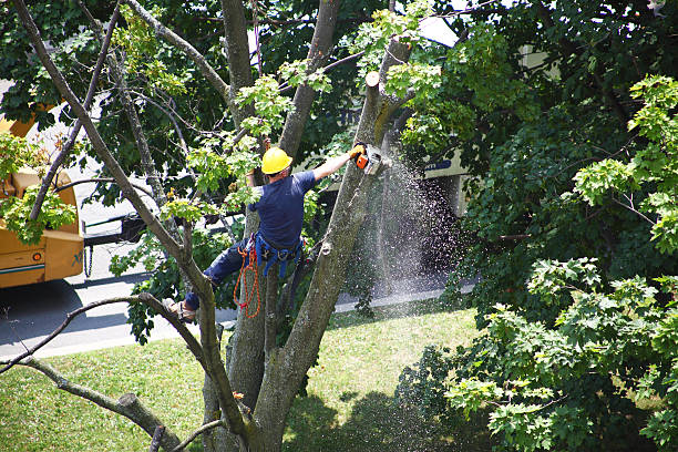 Best Arborist Consultation Services  in Reminderville, OH