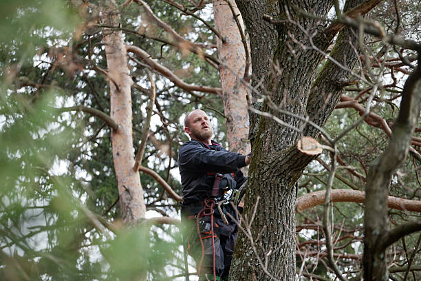 Best Hazardous Tree Removal  in Reminderville, OH